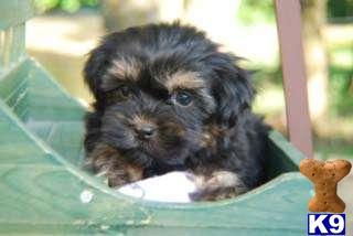 Puppies in Miami